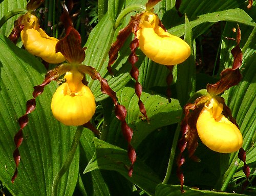 Photo of Cypripedium pubescens