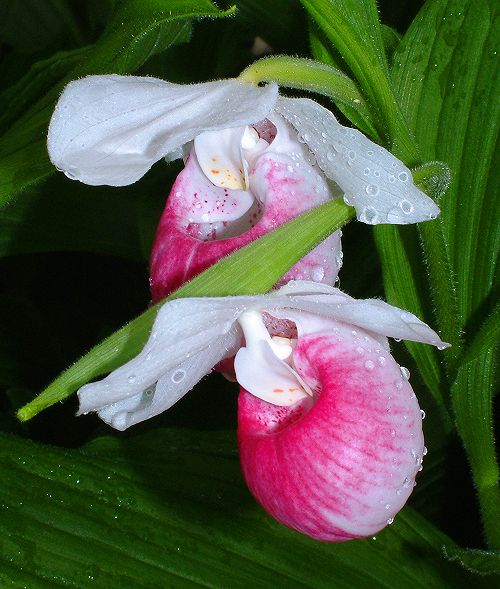 Cypripedium reginae with raindrops.
